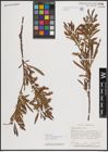 Foto von Salix exigua subsp. interior (Rowlee) Cronquist